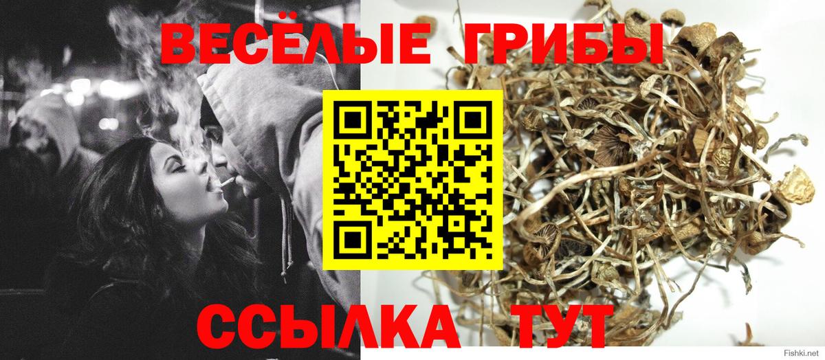 Псилоцибиновые грибы Psilocybe  Галлюциногенные грибы GOLDEN TEACHER  где купить наркоту  Вход с VPN  Советск 