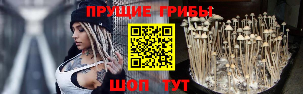 Псилоцибиновые грибы Psilocybine cubensis Советск